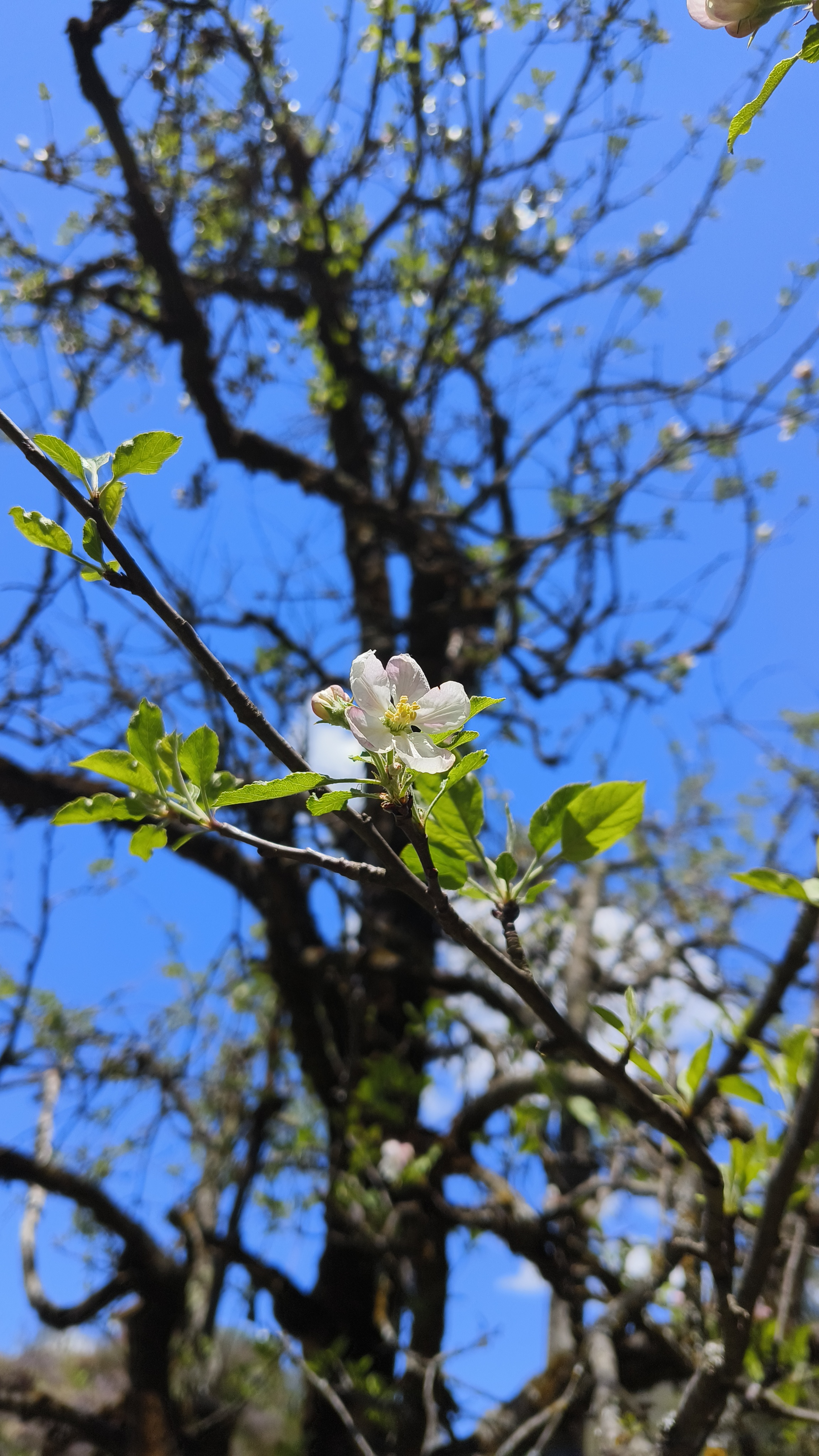 Manalai Cottage Image