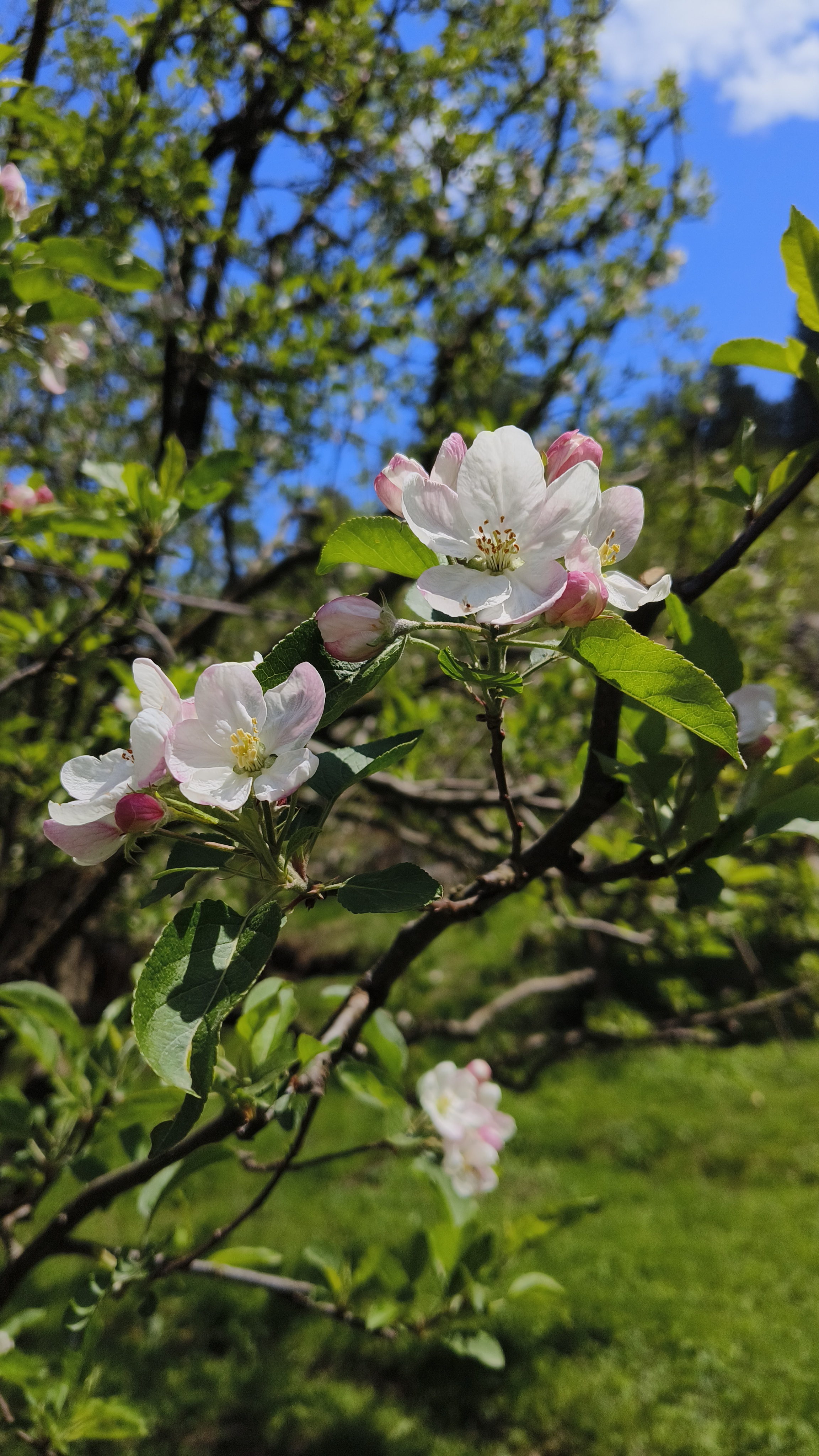 Manalai Cottage Image