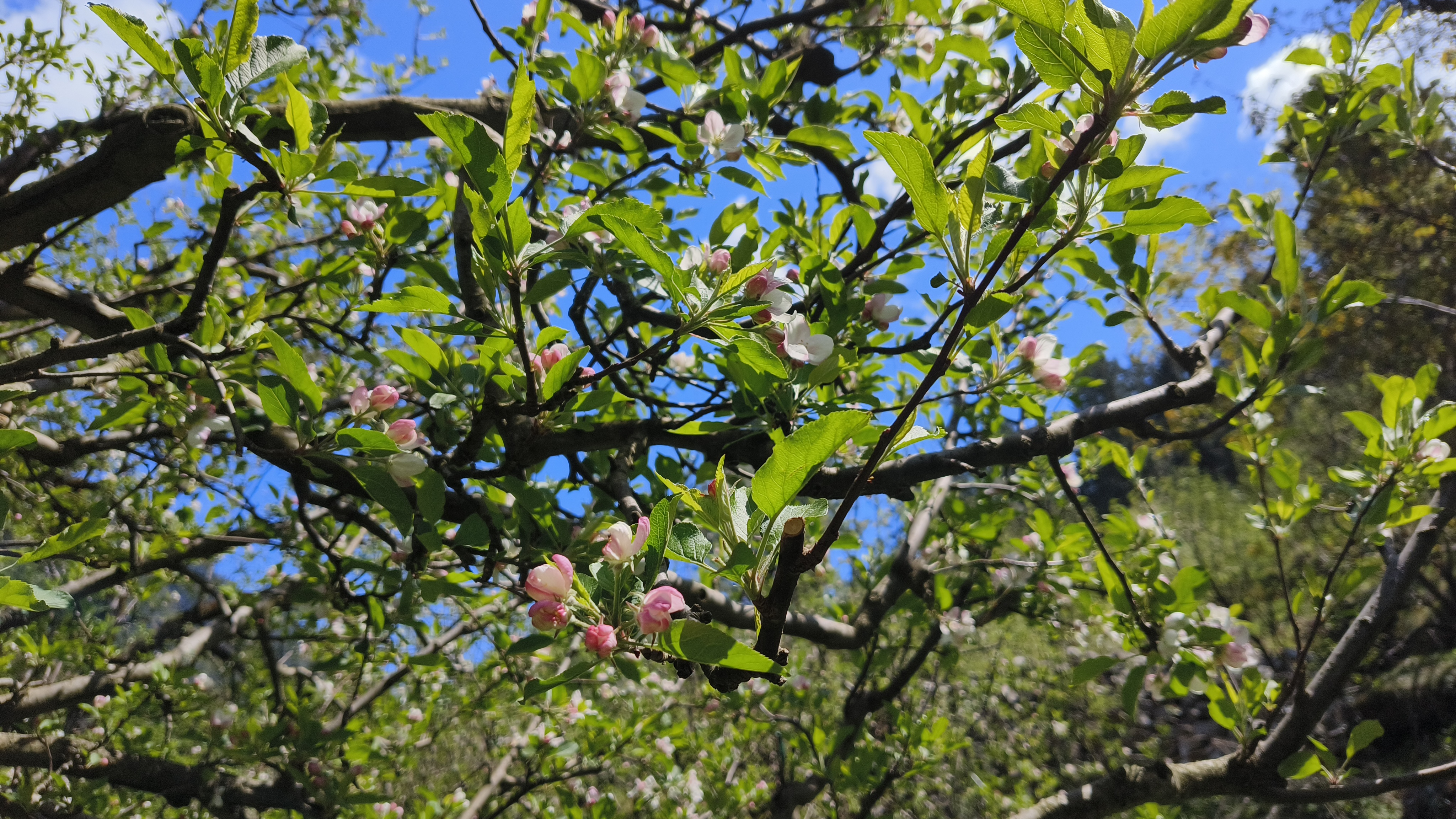 Manalai Cottage Image